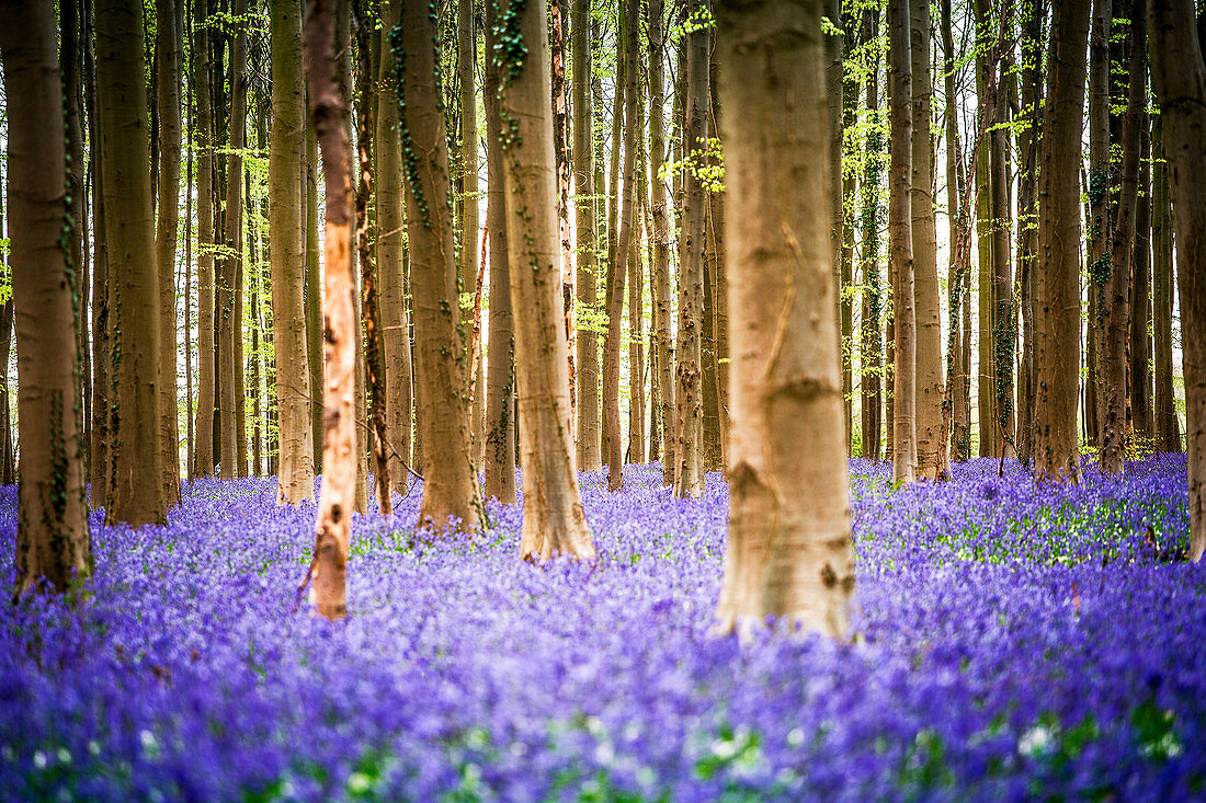 Hallerbos, beech forest in Belgium full of blue bells flowers.