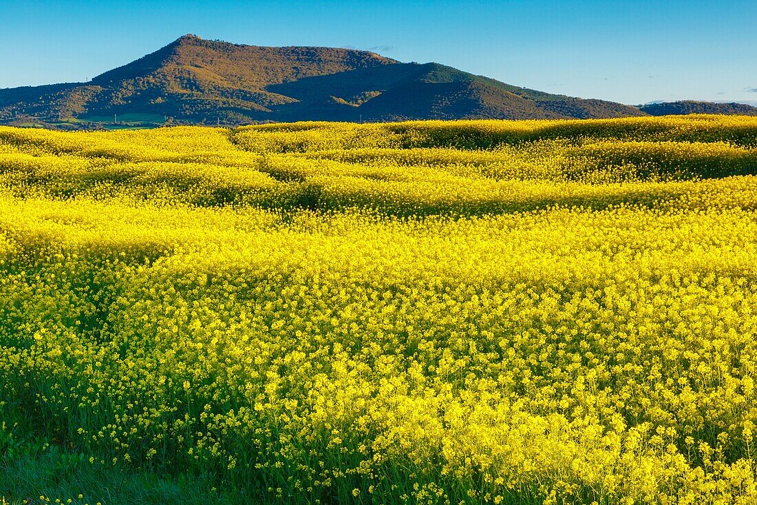 Rape crop (Brassica napus). Tierra Estella, Navarre, Spain, Europe.