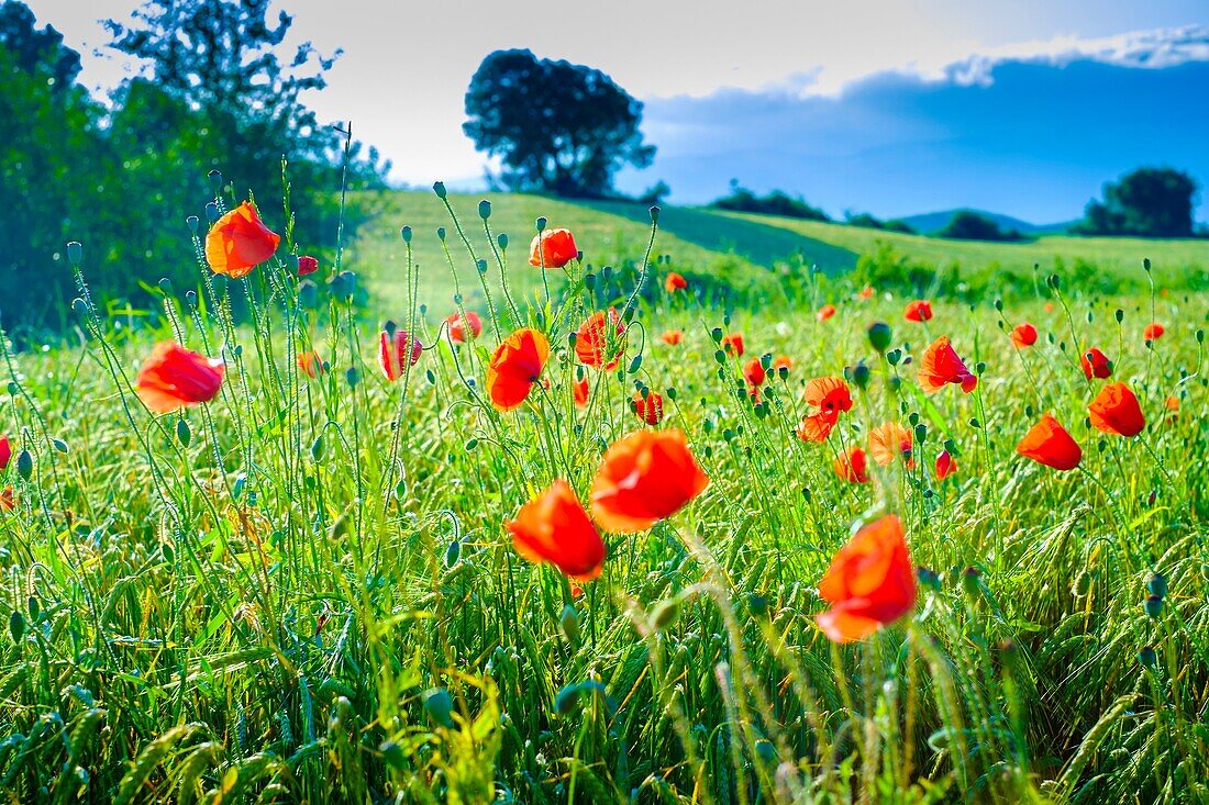 Poppies on a cereal field. Ayegui, Navarre, Spain.