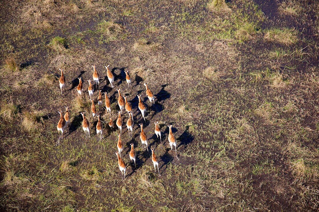 Aerial view of Red Lechwes (Kobus leche), in the floodplain. Okavango Delta, Botswana. The Okavango Delta is home to a rich array of wildlife. Elephants, Cape buffalo, hippopotamus, impala, zebras, lechwe and wildebeest are just some of the large mammals 