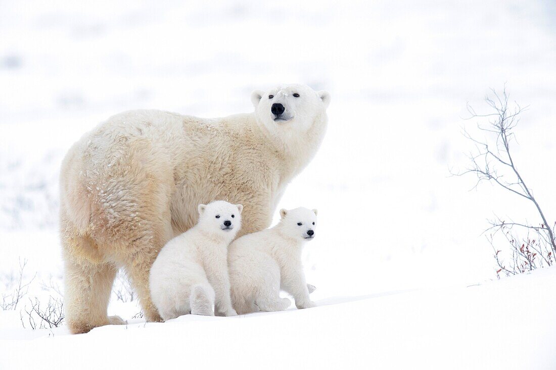 Polar bear mother (Ursus maritimus) with two cubs, Wapusk National Park, Manitoba, Canada.