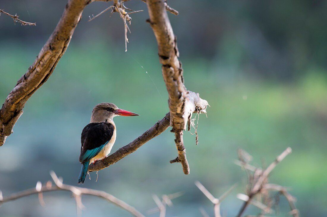 A Brown-hooded Kingfisher (Halcyon albiventris) is sitting on a branch of a tree along the Shire River in Liwonde National Park, Malawi.