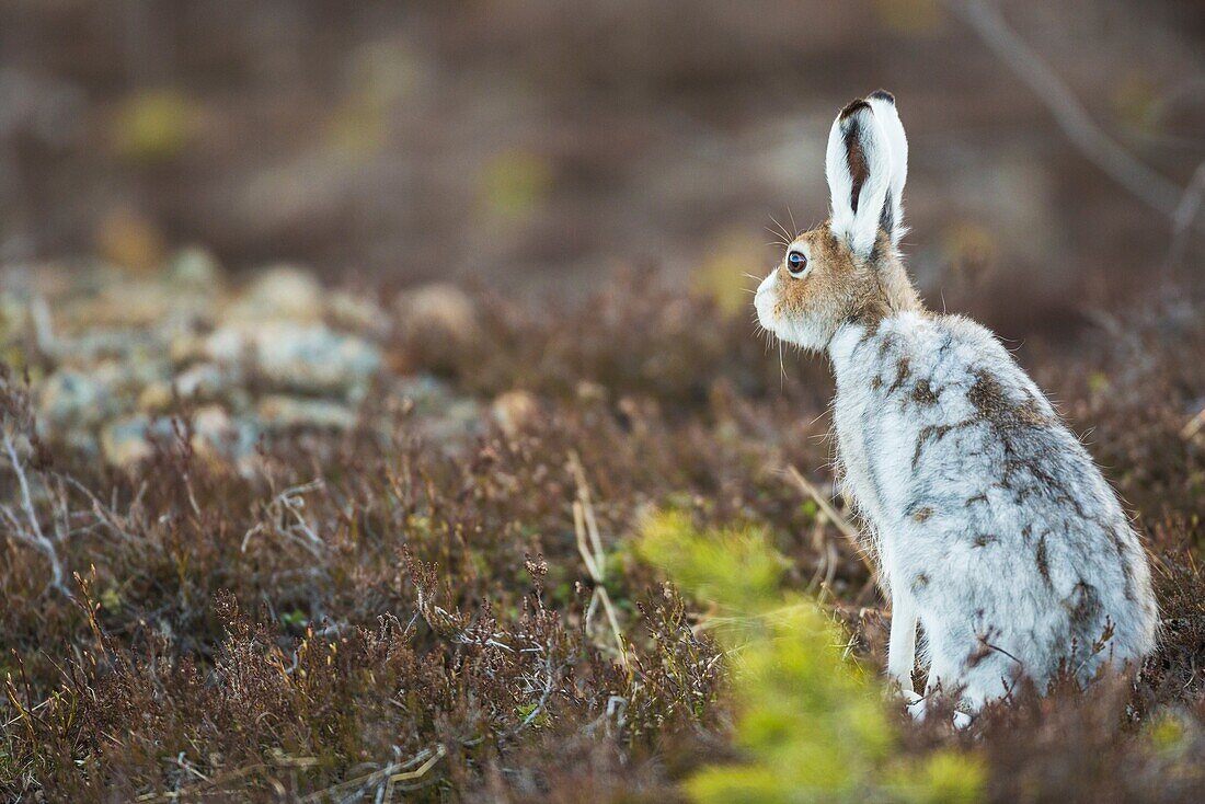 MMountain hare sitting with his back towards the camera and turning his head and listening, Gällivare, Swedish Lapland, Sweden.