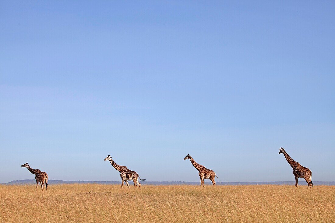 giraffe herd. Maasai Mara, Kenya