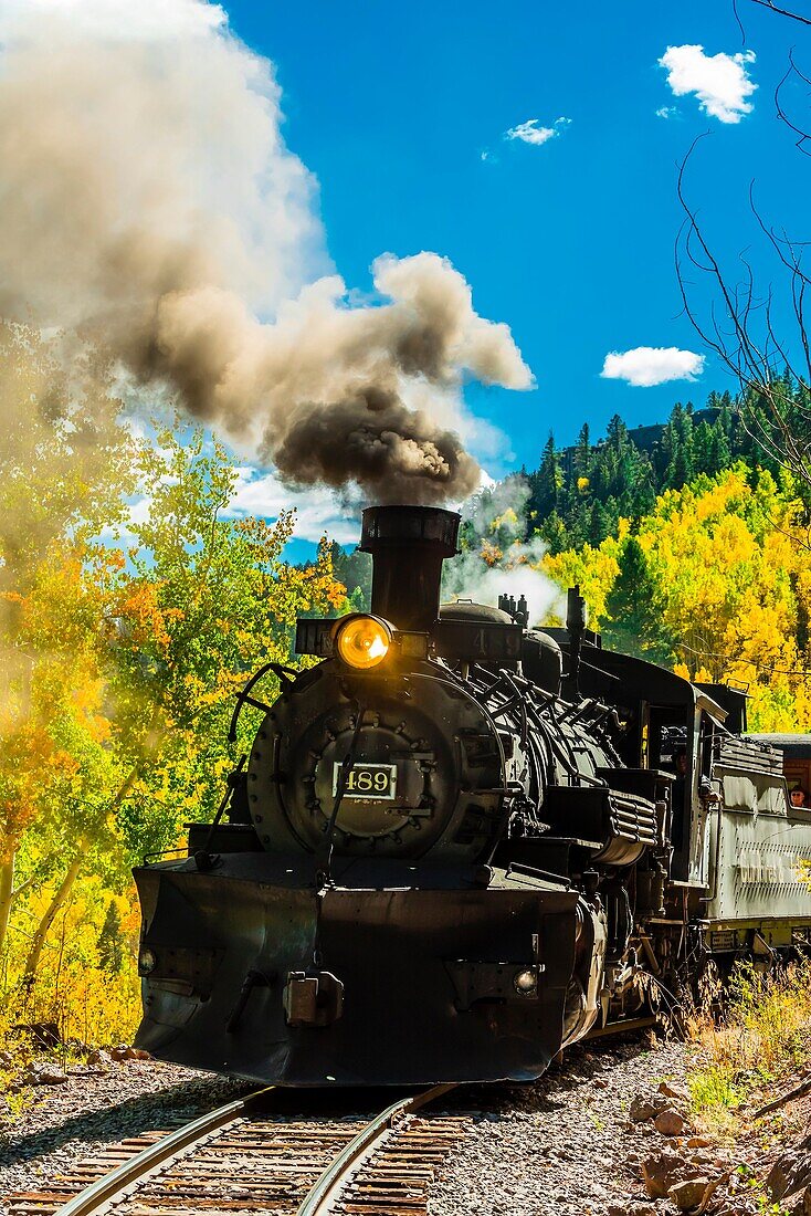The Cumbres & Toltec Scenic Railroad train pulled by a steam locomotive passes through groves of aspen trees in peak autumn color on the 64 mile run between Chama, New Mexico and Antonito, Colorado. The railroad is the highest and longest narrow gauge ste