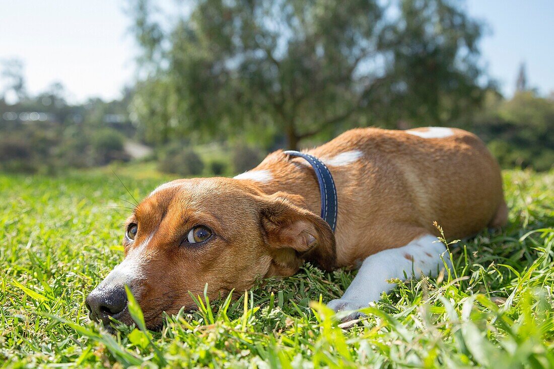 Female mixed breed laying on the grass, San Diego, California.