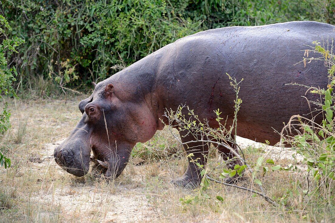 Hippopotamus grazing (Hippopotamus amphibius) Queen Elizabeth National Park, Uganda, Africa.