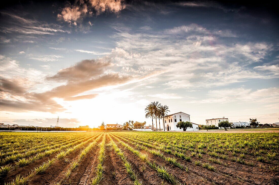 Sunset over a tiger nut field with an Alqueria near Almassera (province of Valencia, Valencian Community, Spain). Alqueria is a traditional house of l´Horta region.