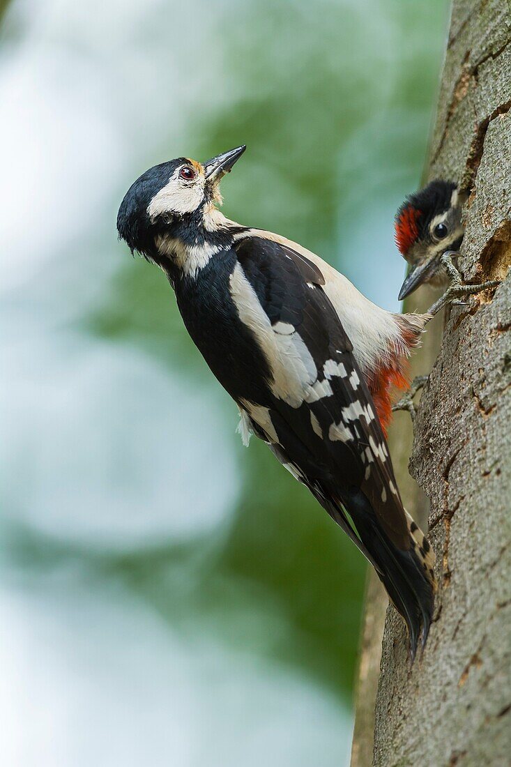 Great Spotted Woodpecker, Dendrocopos major, at the Nesting Hole with Young Woodpecker, Germany.