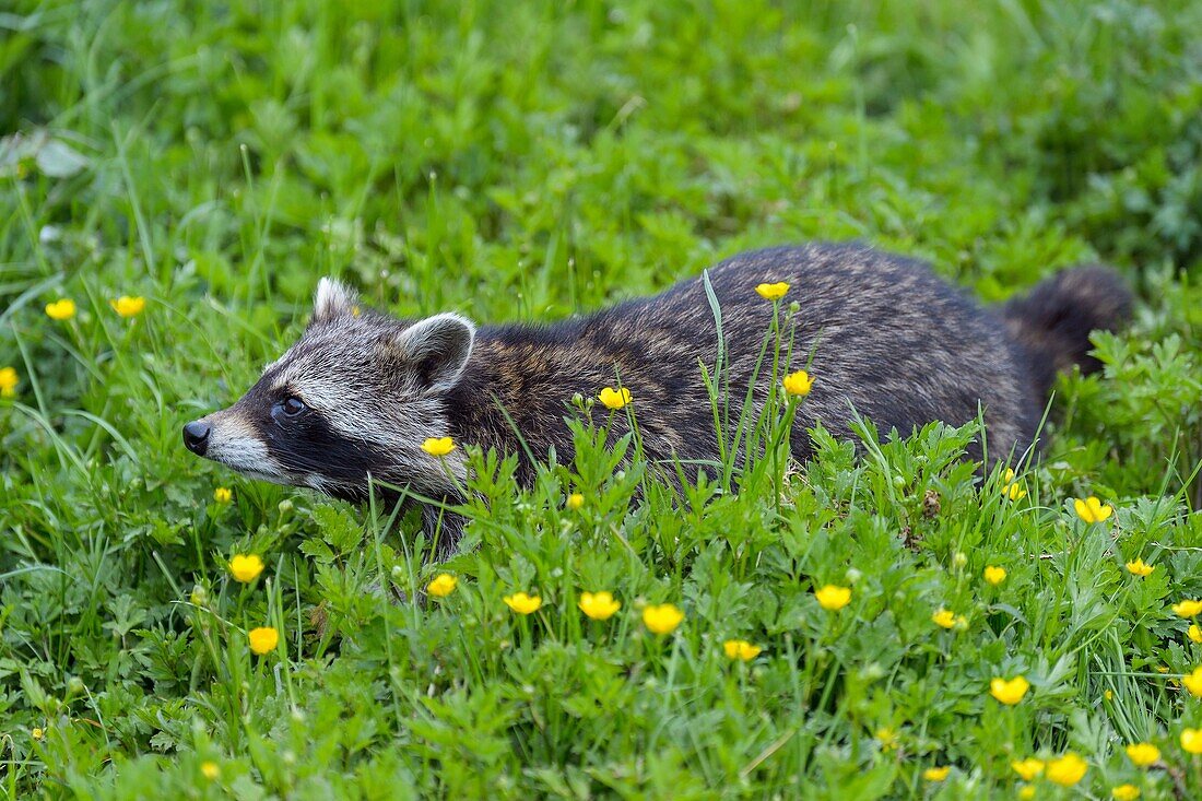Raccoon, Procyon lotor, in Meadow, Spring.