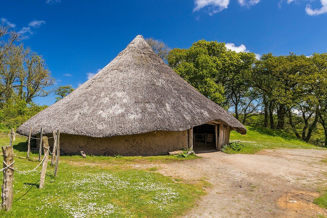 Chief´s House at Castell Henllys Iron Age Fort, Pembrokeshire Coast National Park, Pembrokeshire, Wales, United Kingdom, Europe.