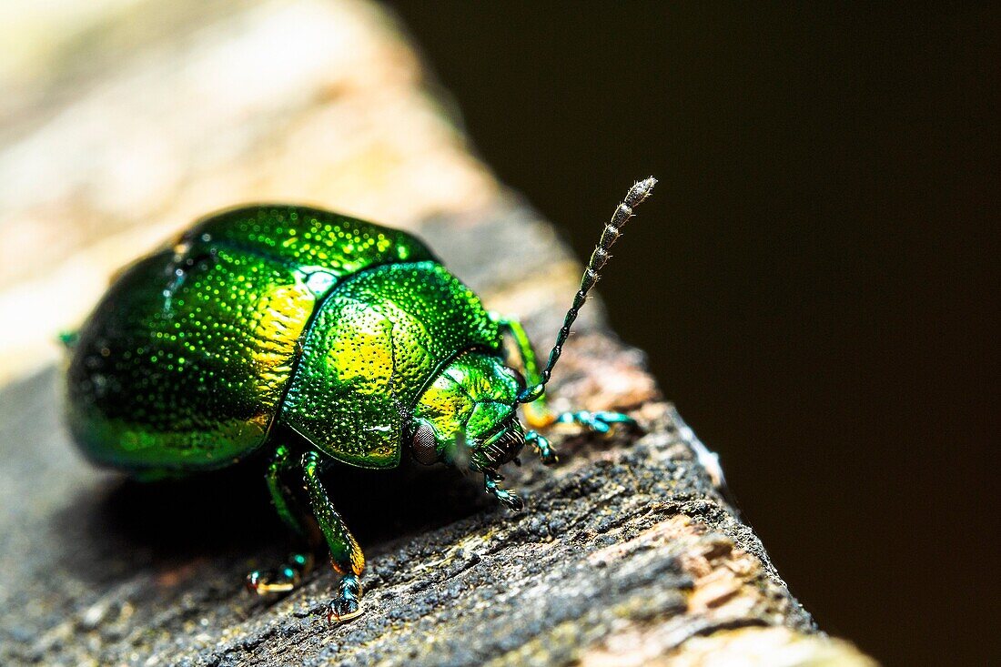 Green Dock Beetle (Gastrophysa viridula) - Italy.