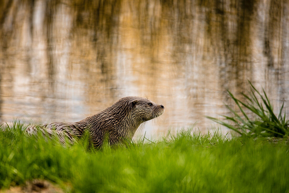 Otter in the wildlife park Schorfheide, National park, Maerkische Schweiz, Rhinluch, Linum, Chorin, Brandenburg, Germany