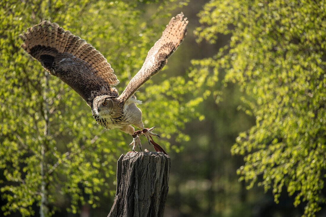 Owl, bird show, Owl taking off, wildlife park Schorfheide, Brandenburg, Germany