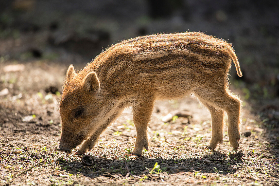 Close up Piglet, wild boar, wild boar … – License image – 71112008