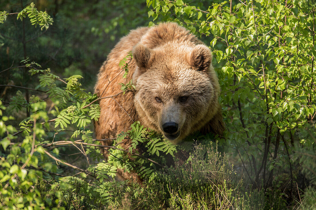 Close-up brown bear, brown bear in the undergrowth, forest, Wildlife park Schorfheide, Brandenburg, Germany