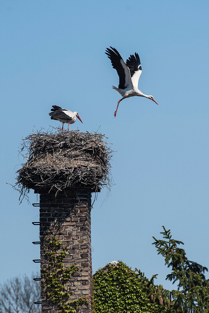 White storks, stork family on chimney, stork departing from nest, stork village Linum, Brandenburg, Germany