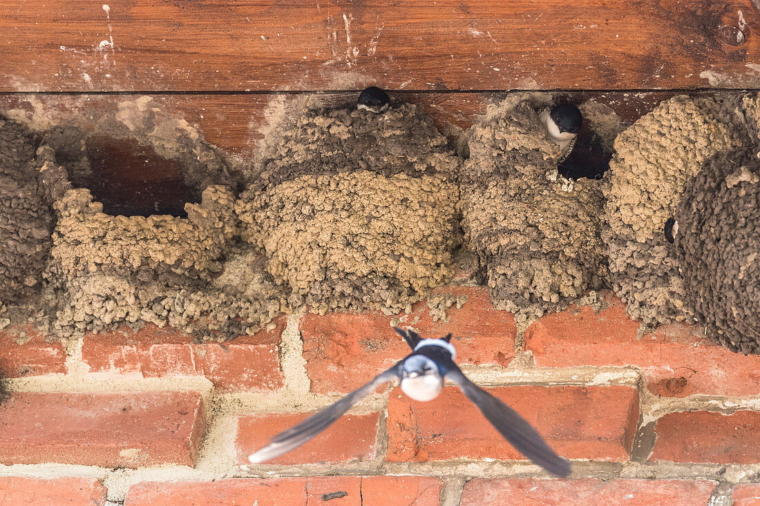 Schwalbe, Schwalbennester, Sperlingsvogel, Schwalbe fliegt aus Nest, Nachwuchs Schwalbe, Fütterung, Brandenburg, Deutschland