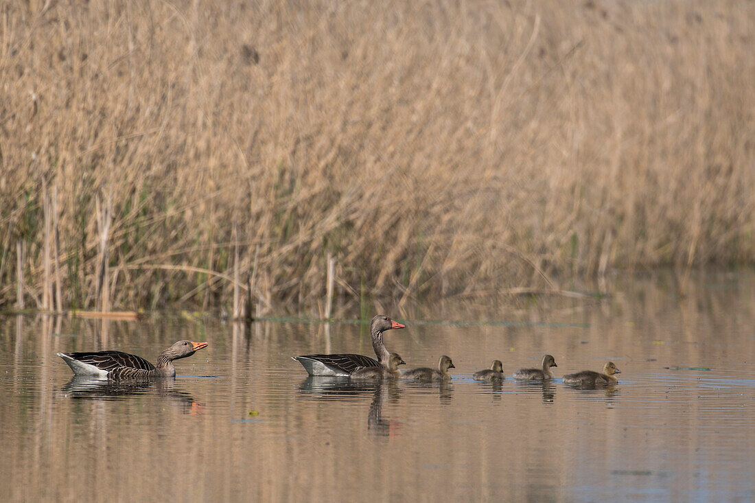 Graugänse, Graugans Familie mit Küken in Uferböschung, Teichlandschaft, Linum, Oberes Rhinluch, Brandenburg, Deutschland