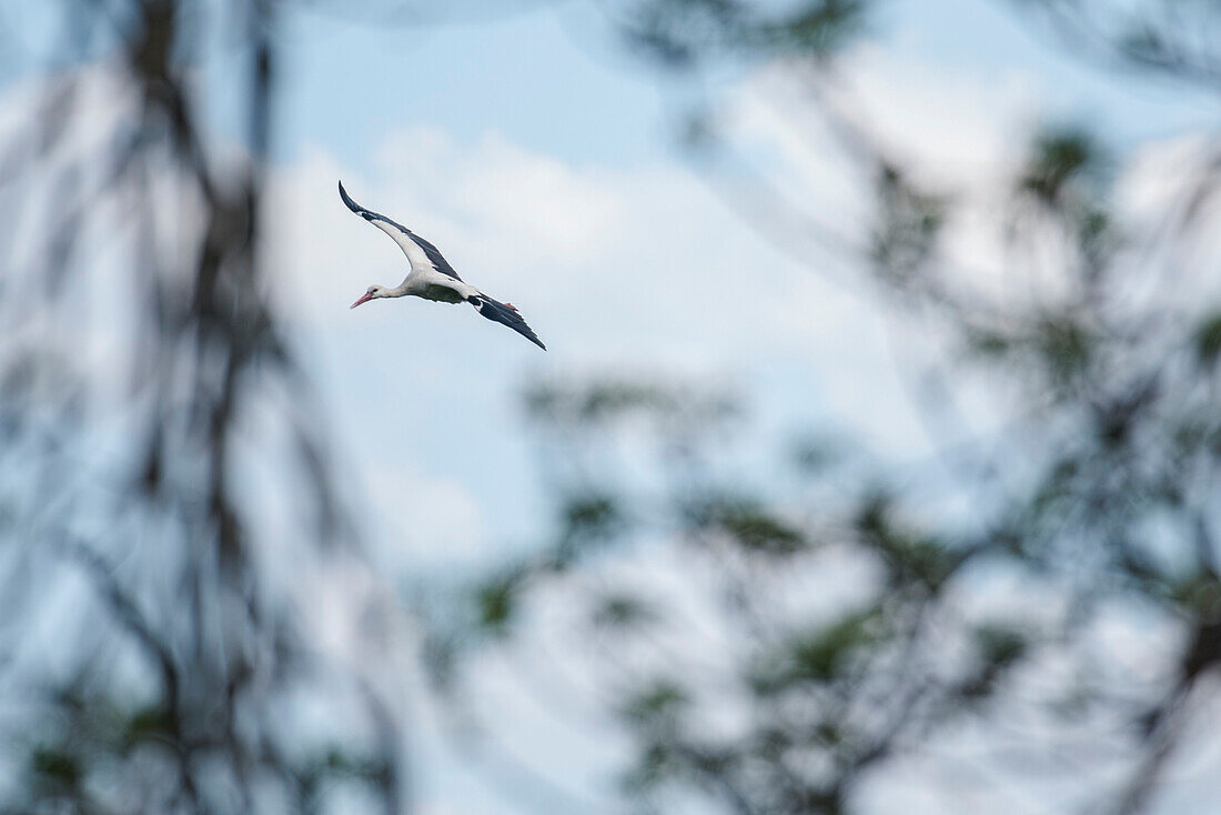 White Stork flight study, White Stork in flight, Linum, Brandenburg, Germany