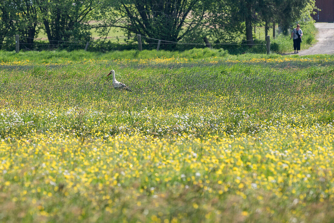 Weißstorch, Weißstorch Elterntier auf Nahrungssuche, Weißstorch auf Blumenwiese, Brandenburg, Deutschland