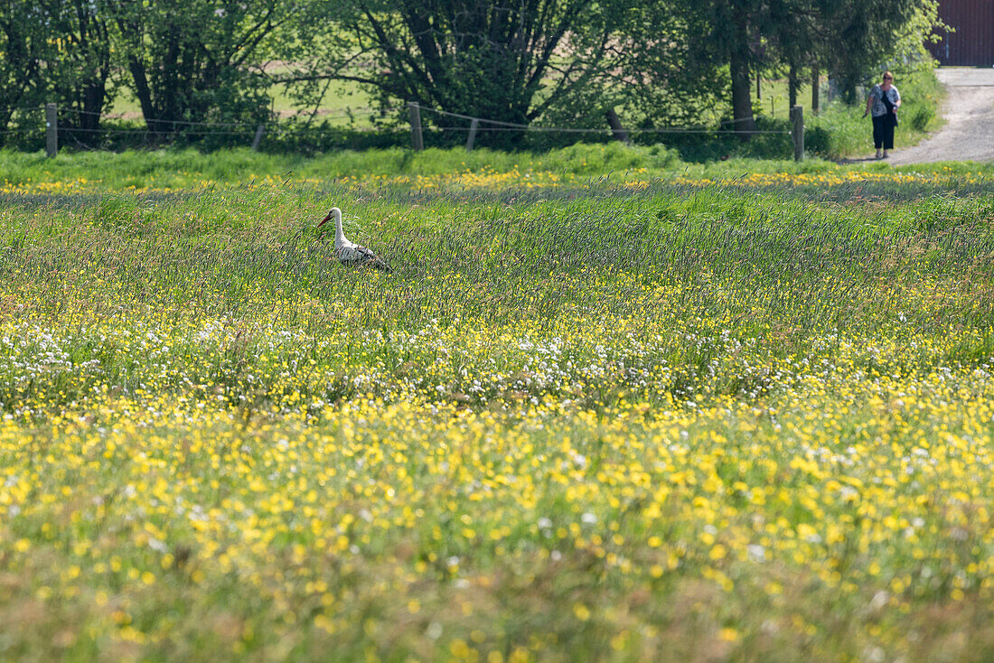 White stork, parent animal on food search, white stork on a flower meadow, Brandenburg, Germany