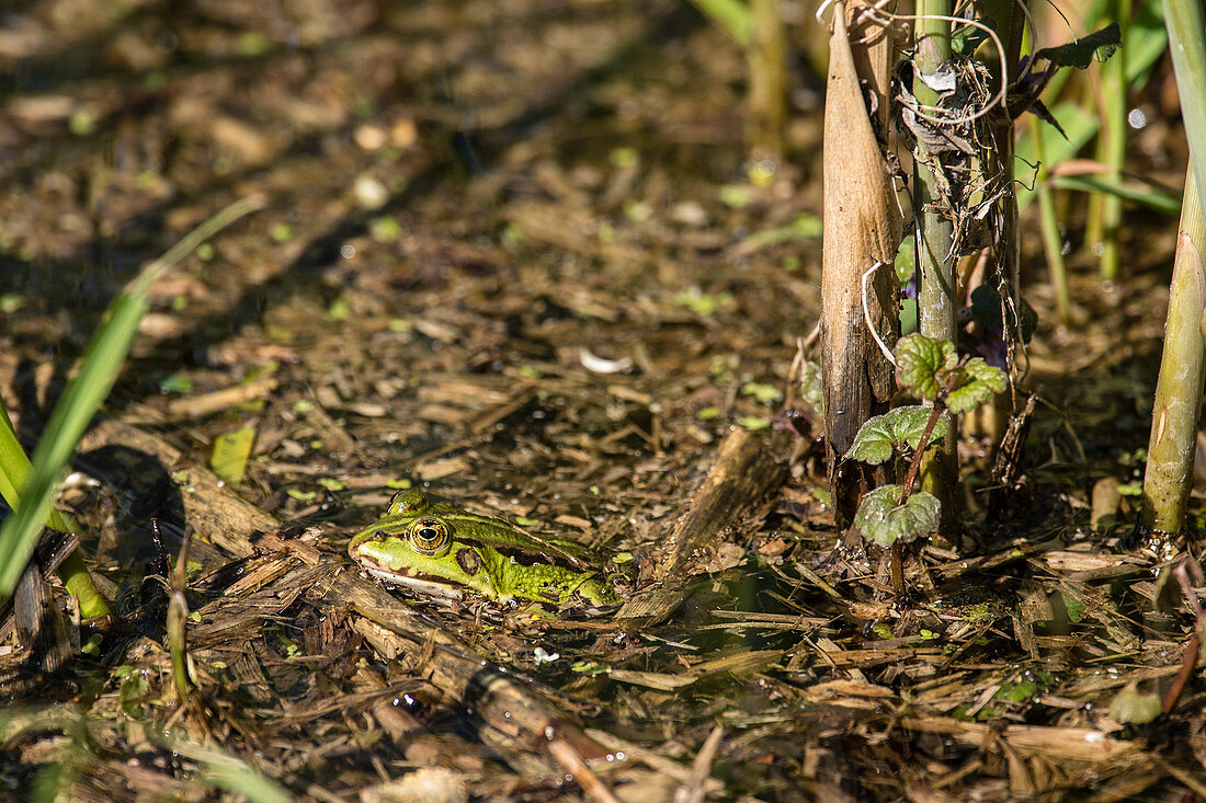 Teichfrosch in Uferböschung, Moorlandschaft, Frosch, Amphibie, Teichfrosch in Lauerstellung, Brandenburg, Naturschutzgebiet, Oberes Rhinluch Deutschland