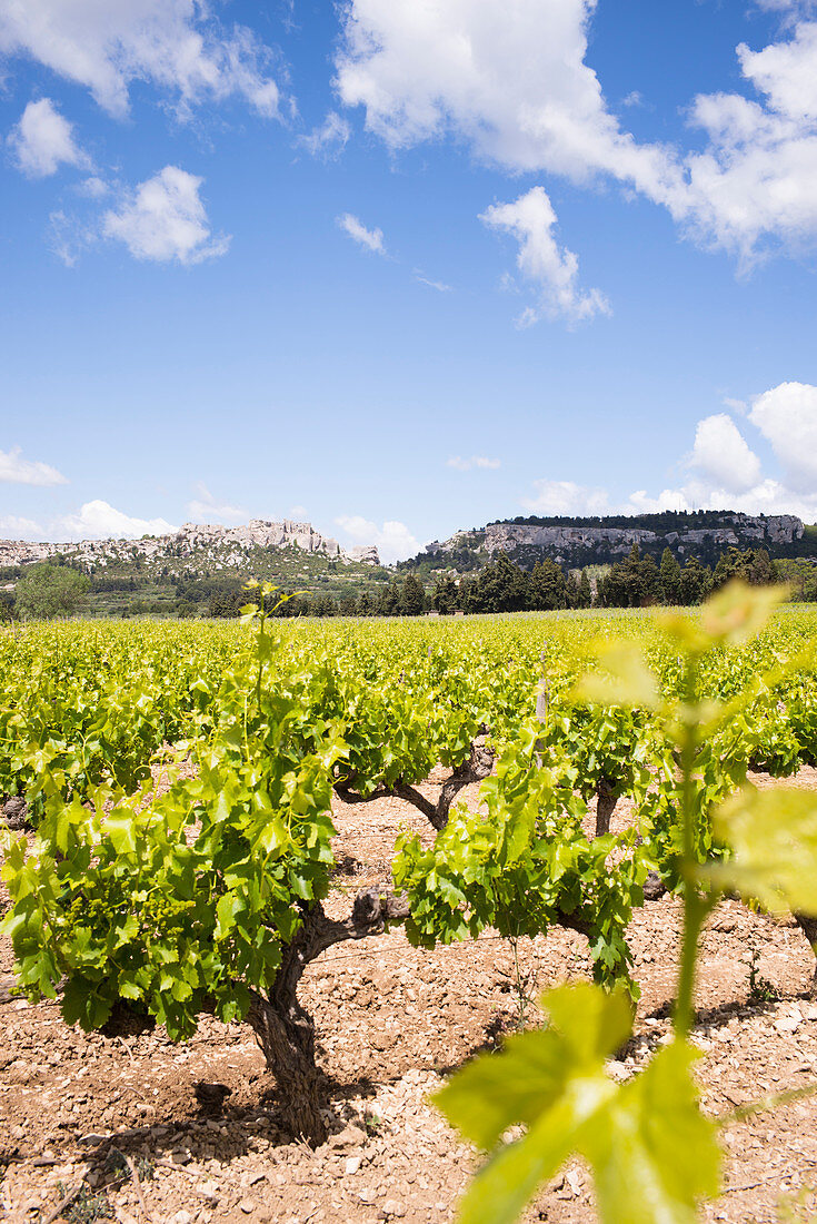 Rebstöcke vor der Burg,  Les-Baux-de-Provence,  schönsten Dörfer Frankreichs,  Naturpark Alpilles,  Provence-Alpes-Côte d'Azur,  Bouches-du-Rhône,  Frankreich