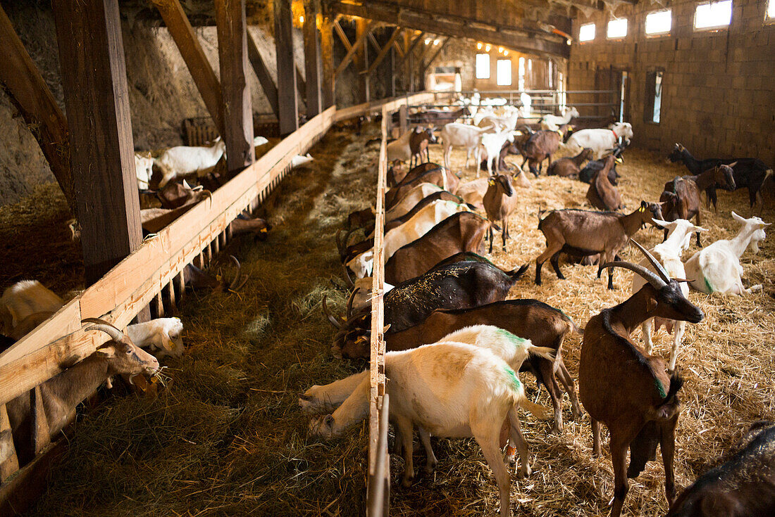 Goat stable,  goat cheese,  Cévennes,  Hérault,  Languedoc Roussillon,  France