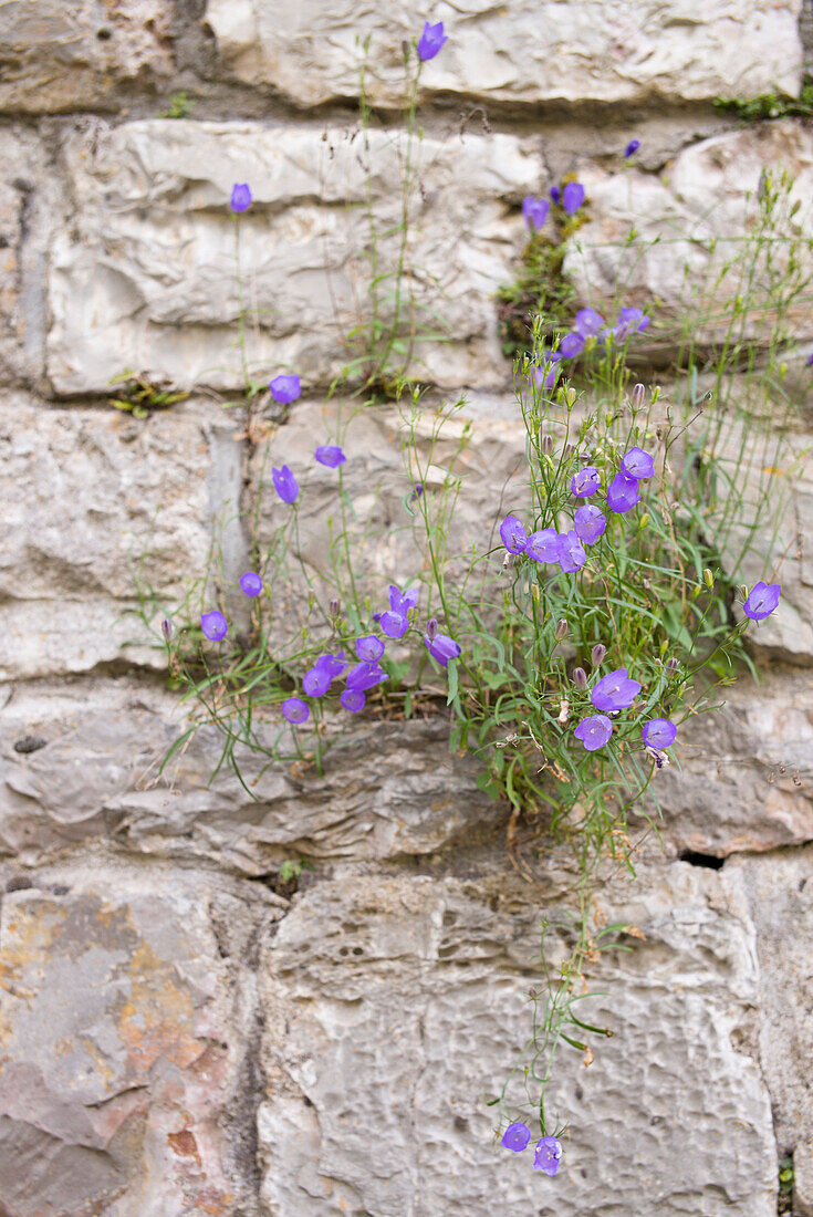 Bellflower,  Sainte-Enimie,  Gorges du Tarn,  Lozère,  Occitanie,  France