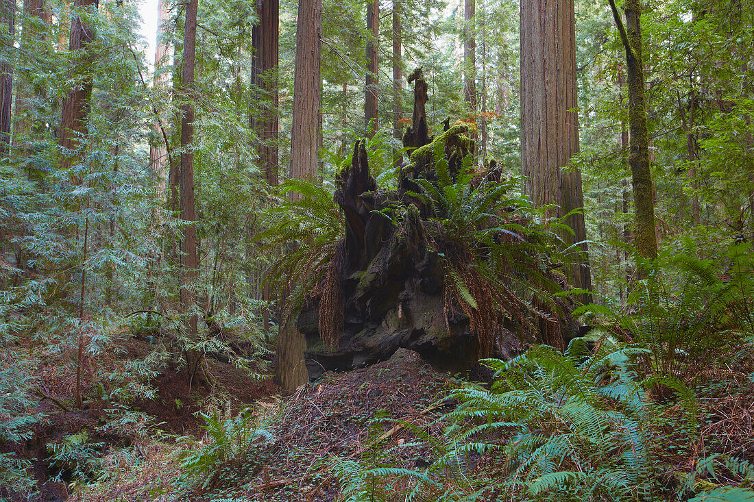 Humboldt Redwoods State Park , California , USA