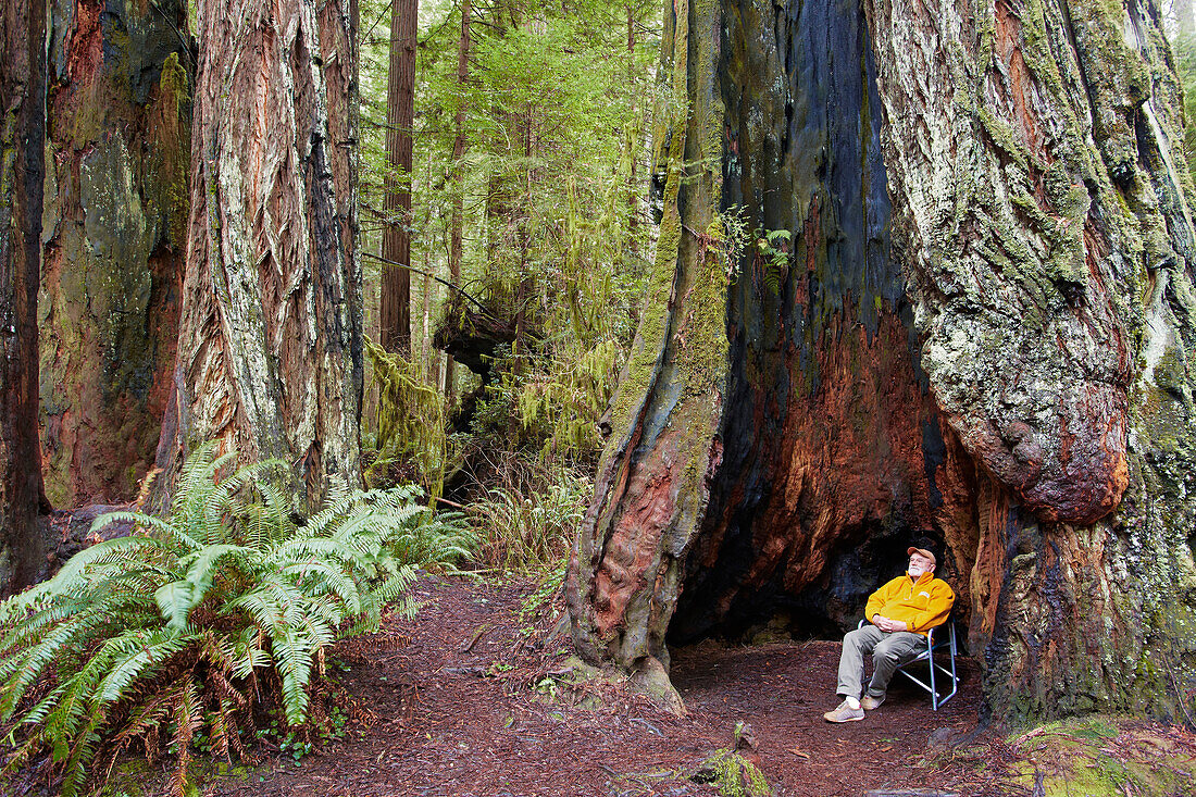 Hollow tree with man , Prairie Creek Redwoods State Park , California , USA
