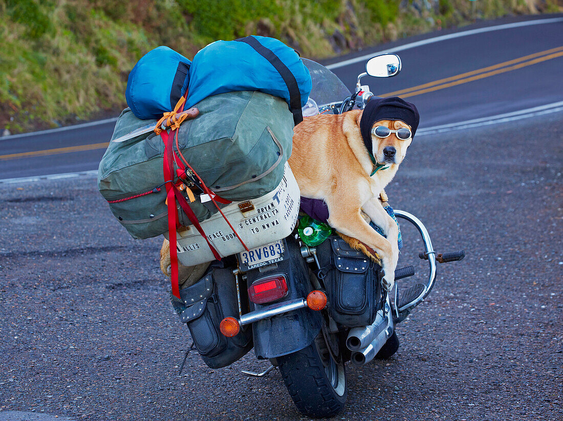Motorrad mit Hund am Heceta Head , Nördlich von Florence , Oregon , USA