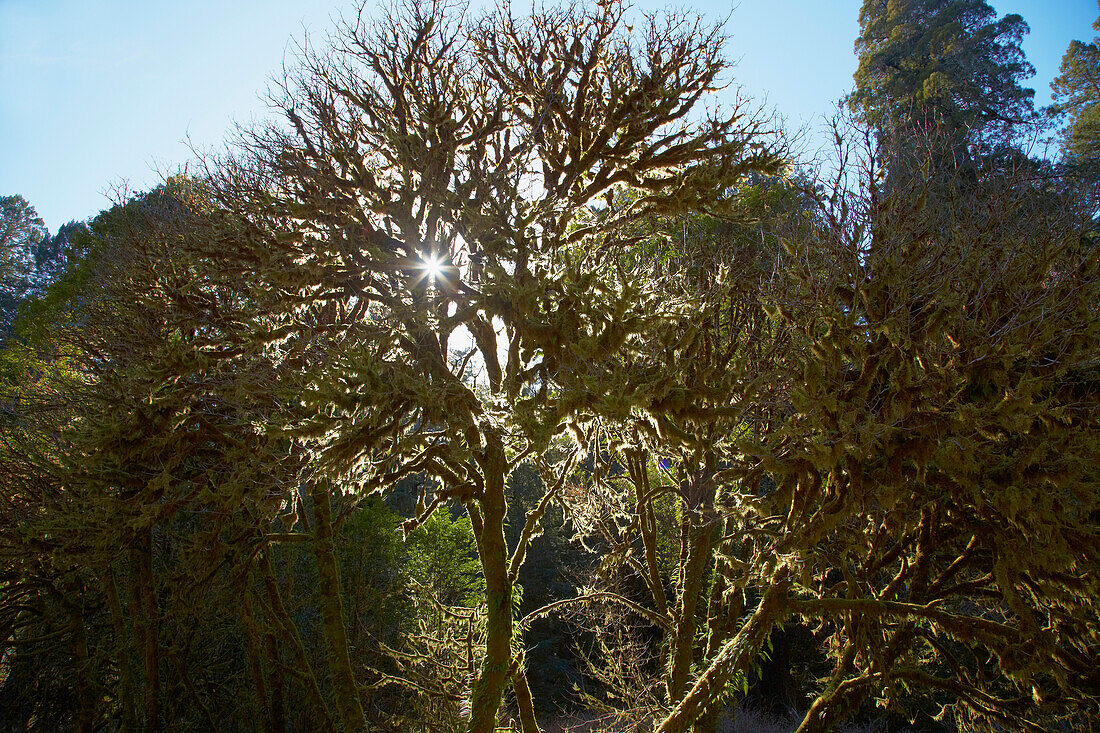 Mit Moos und Flechten bewachsener Baum , Prairie Creek Redwoods State Park , Kalifornien , USA