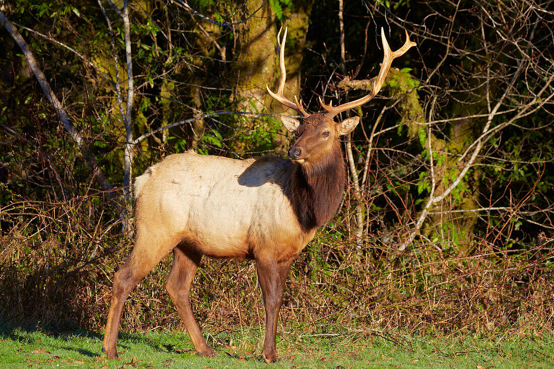 Roosevelt elk , Prairie Creek Redwoods State Park , California , USA