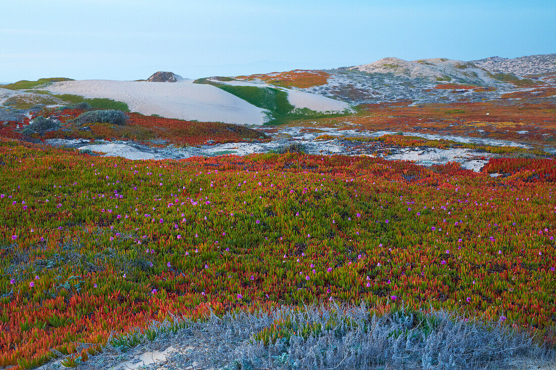 Dünenlandschaft am Marina State Beach , Pazifik , Kalifornien , USA