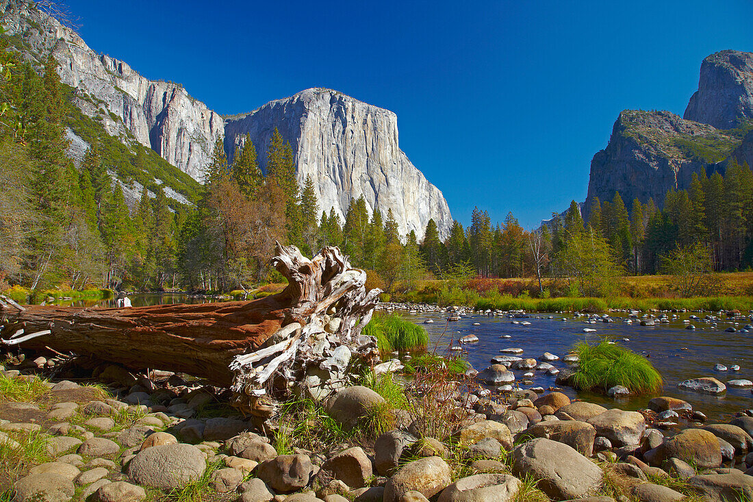 Merced River und El Capitan , Yosemite National Park , Sierra Nevada , Kalifornien , U.S.A. , Amerika