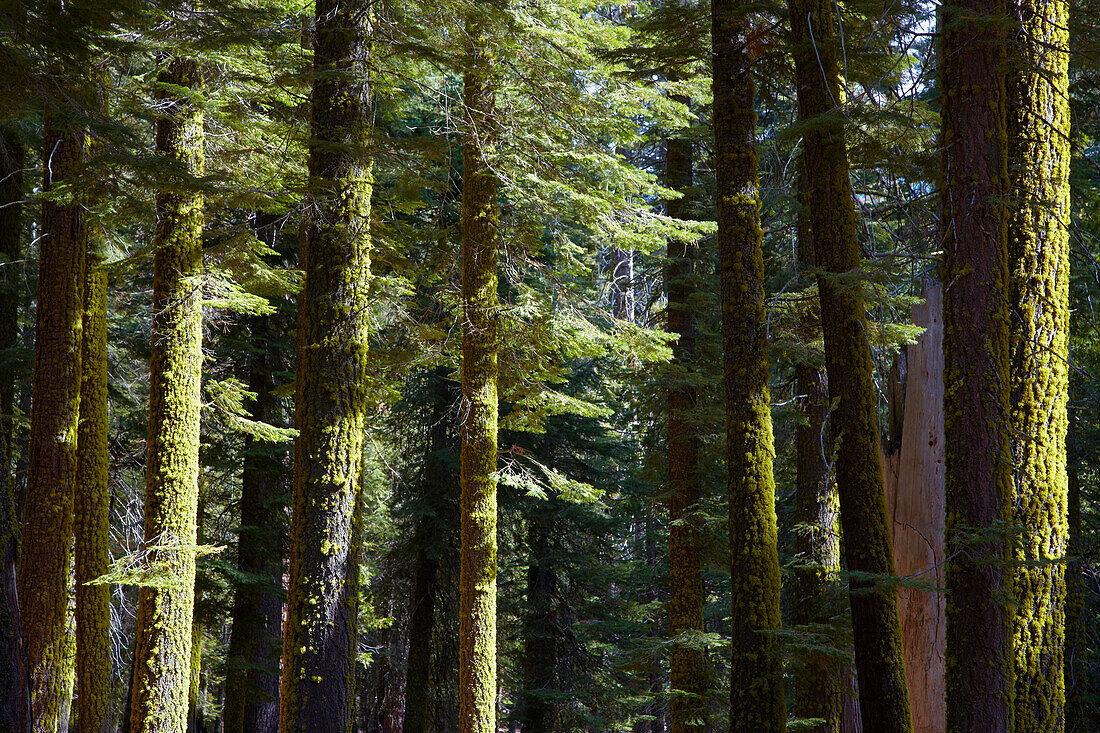 Mit Moos und Flechten bewachsene Bäume in Crane Flat , Yosemite National Park , Sierra Nevada , Kalifornien , U.S.A. , Amerika