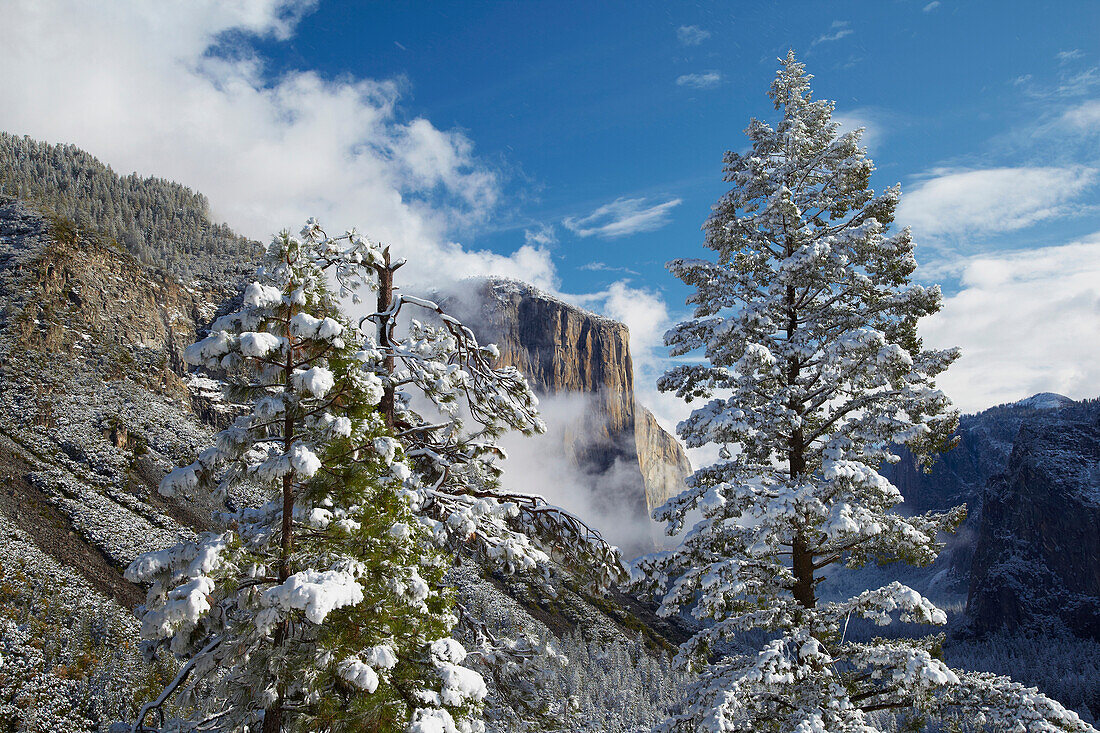 View from Tunnel View at El Capitan and snow-covered trees , Snow , Yosemite National Park , Sierra Nevada , California , U.S.A. , America