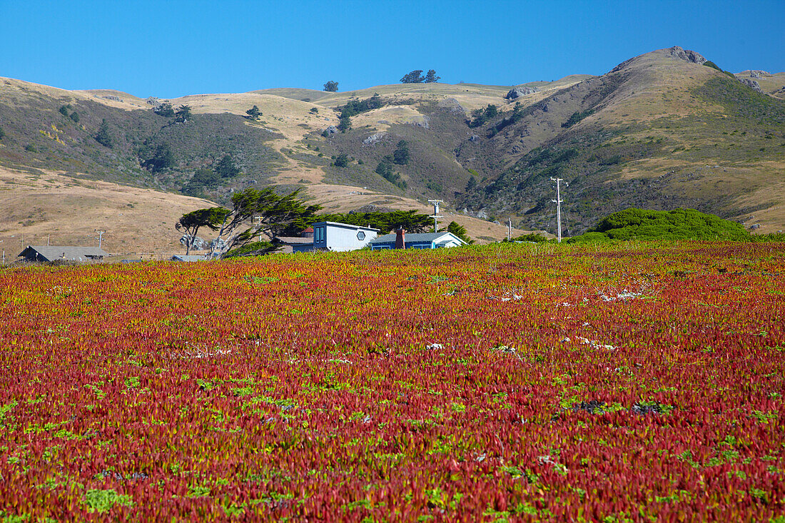 Blaues Haus in roten Pflanzen an Sonomas Küste bei Bodega Bay , Pazifik , Sonoma , Highway 1 , Kalifornien , U.S.A. , Amerika