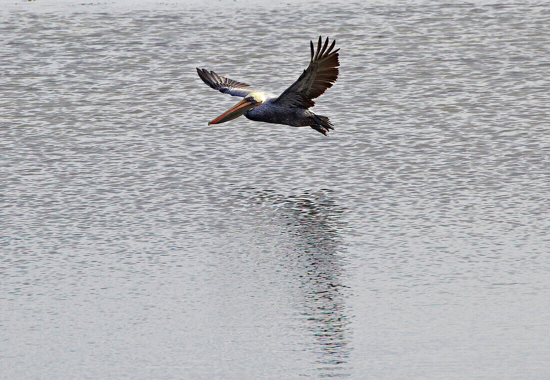 Pelican at the Pacific coast at Bodega Bay , Bodega Head , Pacific Ocean , Sonoma , California , U.S.A. , America