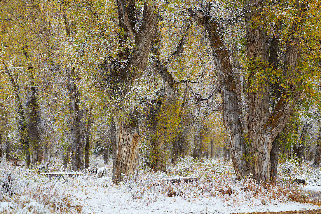 Early snow at the Gros Ventre Region , Grand Teton National Park , Wyoming , U.S.A. , America