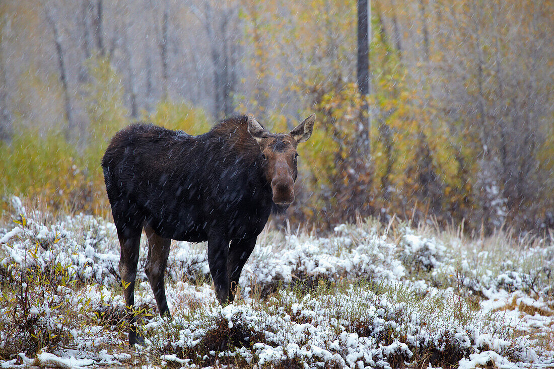 Moose (female) , Early snow at the Gros Ventre Region , Grand Teton National Park , Wyoming , U.S.A. , America