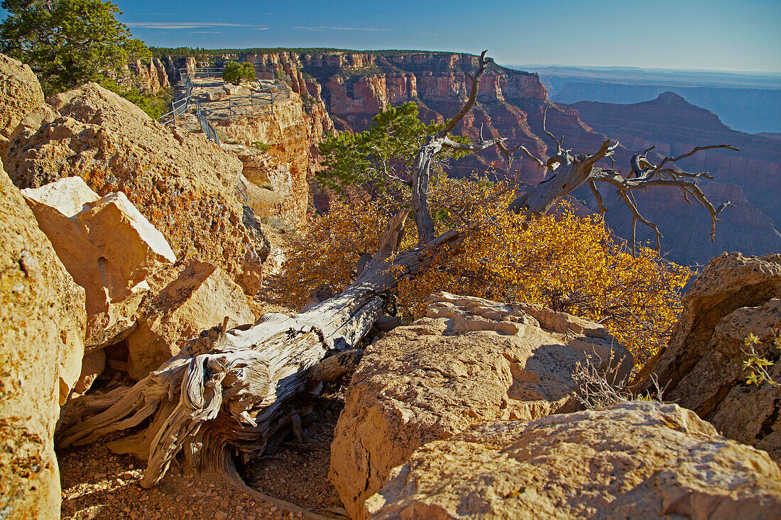 View from Cape Royal at the Canyon and the North Rim , North Rim , Grand Canyon National Park , Arizona , U.S.A. , America