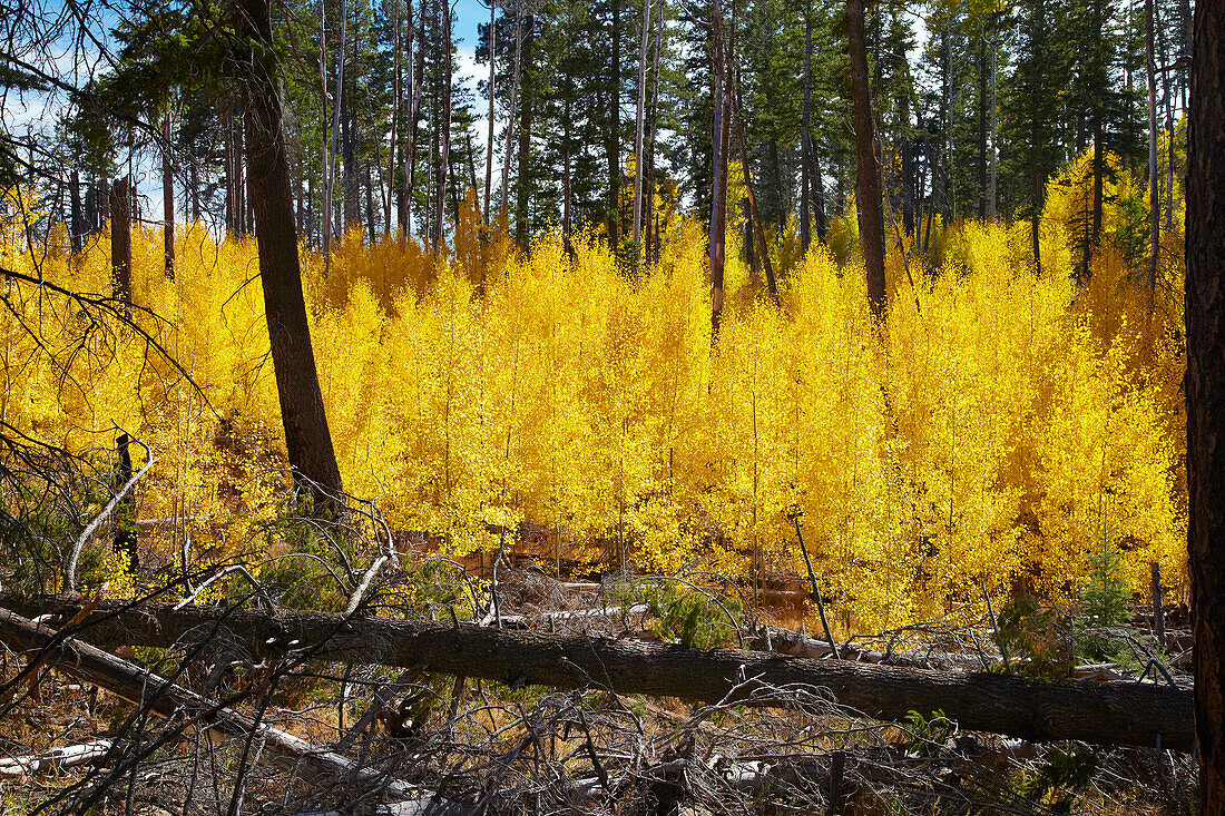 Autumnal tints at the Walhalla Plateau , North Rim , Grand Canyon National Park , Arizona , U.S.A. , America