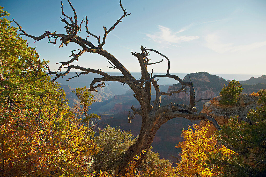 Blick vom Bright Angel Point in den  Bright Angel Canyon , North Rim , Grand Canyon National Park , Arizona , U.S.A. , Amerika