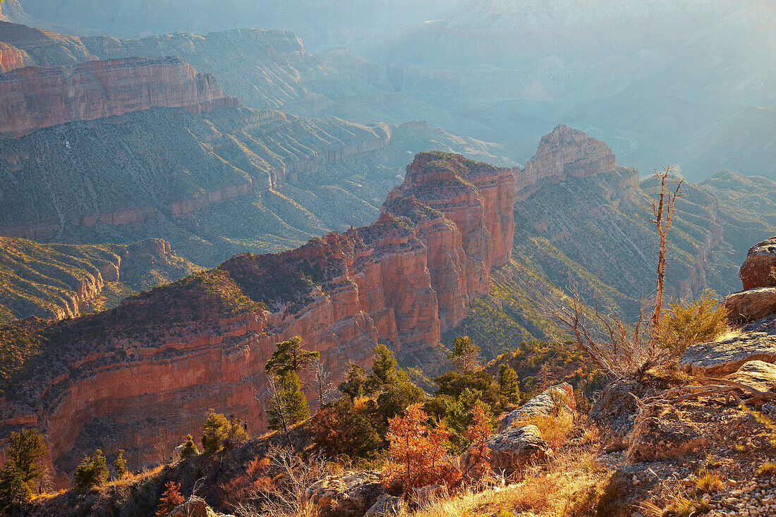 Herbstfarben am Point Imperial , Grand Canyon National Park ,  North Rim , Arizona , U.S.A. , Amerika