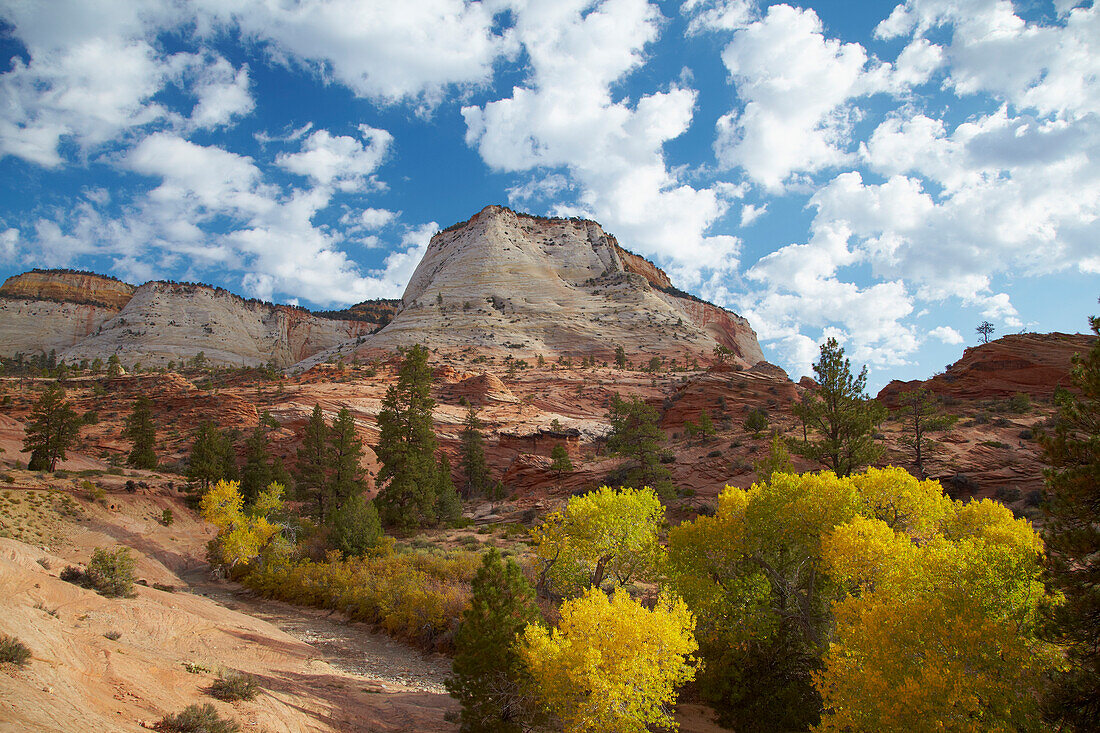 Autumn at the Checkerboard Mesa , Zion National Park , Utah , Arizona , U.S.A. , America