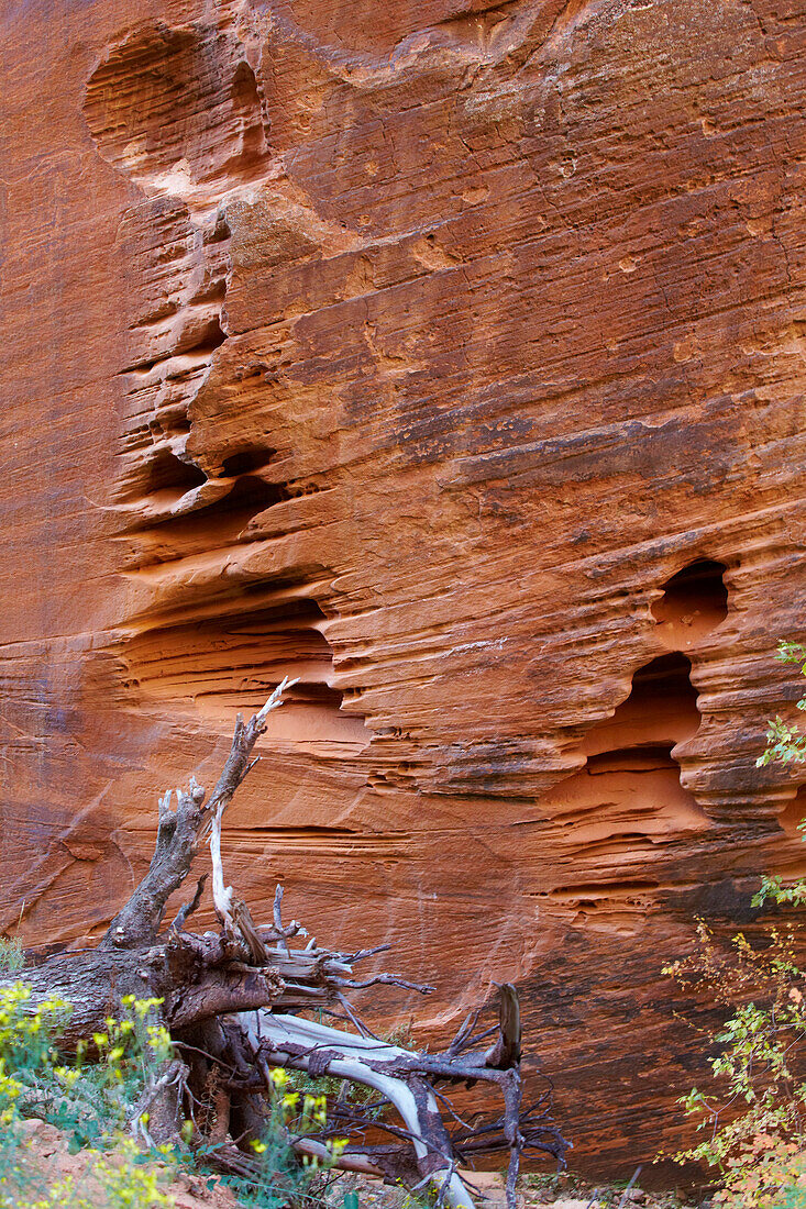 Entlang des Refrigerator Canyon auf dem West Rim Trail , Zion National Park , Utah , U.S.A. , Amerika