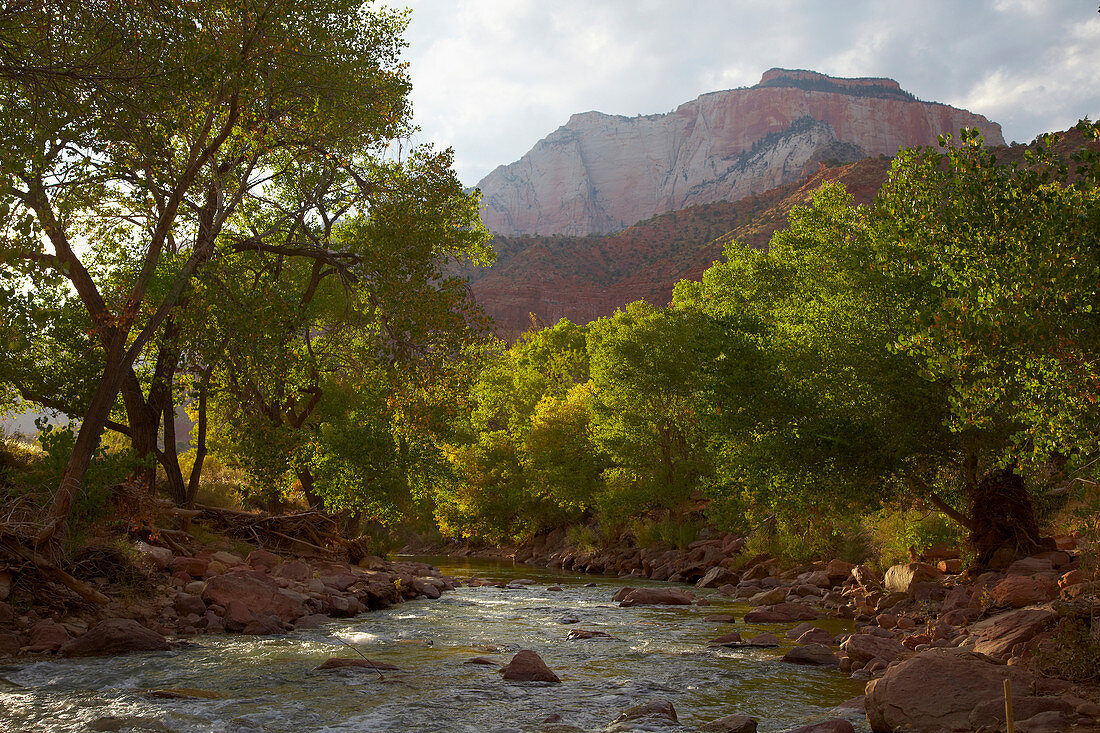 Blick auf Virgin River und West Temple bei Springdale , Zion National Park , Utah , U.S.A. , Amerika